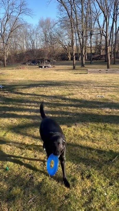 tsc leitchfield|tractor supply dog frisbee.